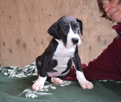 BBlack Great Dane Puppies for sale.
