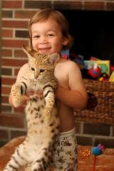 Healthy F1 Savannah kittens available for Xmas as gift