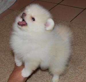 cute and adorabel  pomerania puppies for adoption x mass