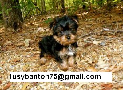 yorkie puppies for adoption now