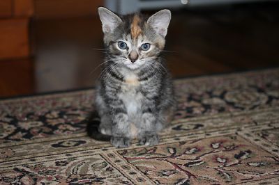 Manx Kitten 8 weeks old Ginger/grey/Tabby Wormed/kitty litter trained