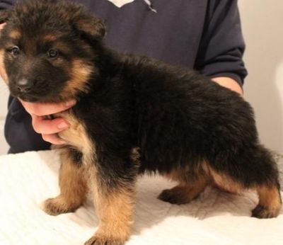 Charming German shepherd Puppies For Sale