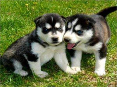Gorgeous Blues Eyes Siberian Husky  Puppies Ready  No