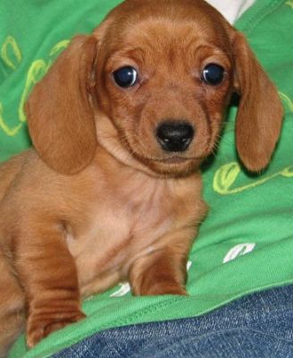 Well Trained  Dachshund Puppies