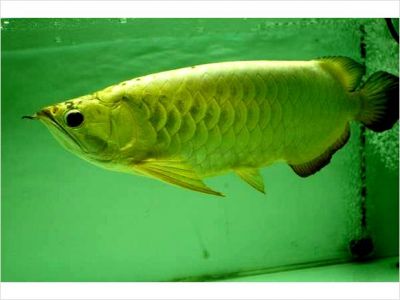 Asian SUPER RED, RTG, GOLDEN X BACK AROWANA FISHES