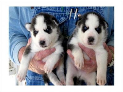 Affectionate Siberian husky puppies. Ready now...22