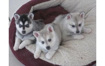 Husky puppies