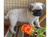 adorable looking Pug for adoption