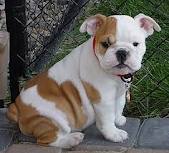 We have available English Bulldogs for adoption
