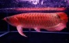 We supply live Super Red, Red Asian Arowana,jardini Arowana,Chili Red,Golden Arowana and others