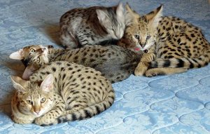 Very exotic  Bengal, serval and savannah kittens for sale by breeder