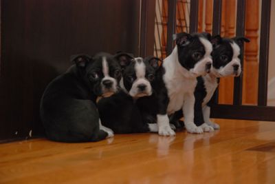 Boston terrier puppies 	for adoption,