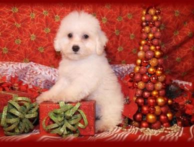 Bichon Frise Puppies For Sale