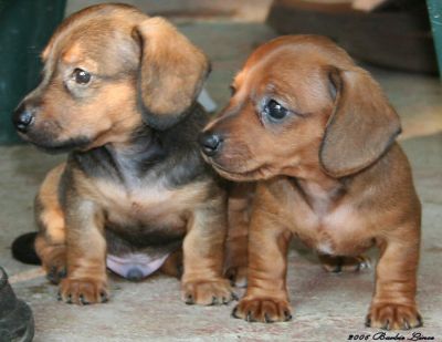 Short haired Dachshund Puppies