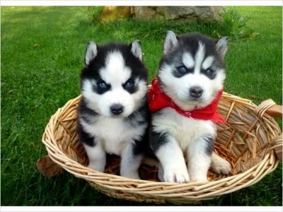 CHARMING MALE AND FEMALE BLUE EYES SIBERIAN HUSKY PUPPIES FOR SALE