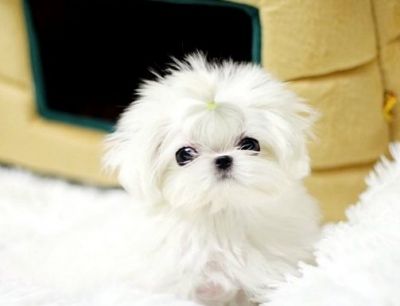Silo is an amazingly cute Teacup Maltese damsel