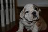 Supper English Bulldog Puppies AKC,11 wks