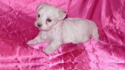 AKC REG,Adorable X-Mas Teacup Maltese Puppies For Adoption