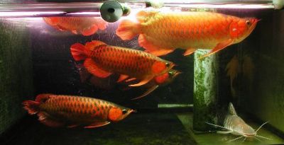 Super red  arowana for sale