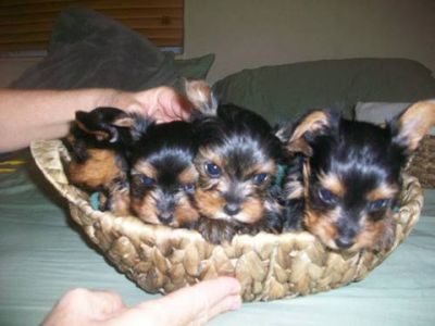  Yorkie Puppies ! Yorkshire Terrier 8 weeks old