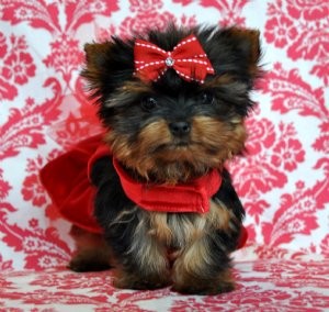 Smart & Brilliant Tea Cup Yorkie Male And Female ...