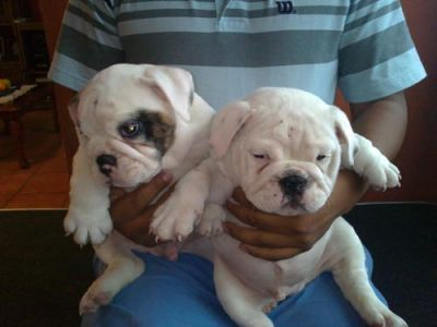 White cute English bull dog puppies for a caring home,
