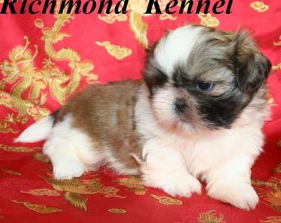 cute shih tzu puppies for adoption 