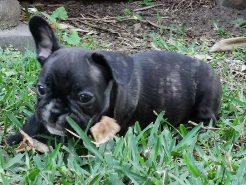 Purebred French Bulldogs Puppies
