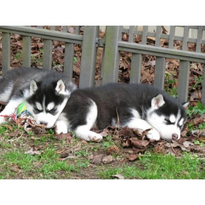 X-MAS  Beautiful Female black and white siberian husky Puppies