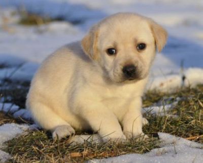 Suitable and caring Labrador Retriever puppies for sale $300