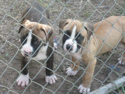  BLUE AMERICAN PIT BULL FOR ADOPTION