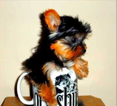               3lbs Teacup Yorkie Puppies Available.