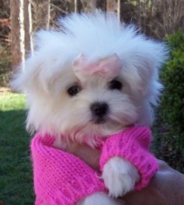 delightful maltese male and female maltese puppies for adoption