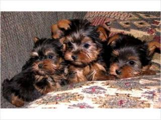 PURE BREED TEACUP YORKIE PUPPIES FOR FREE ADOPTION