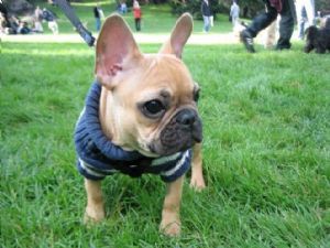 French Bulldog
