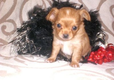 ***Absolutely 100% Top Quality **chihuahua**puppies from Accredited Breeder***