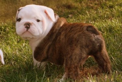 Beautiful English Bulldog Puppies For Xmas Available.