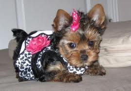 X-mass teacup yorkie puppies for adoption