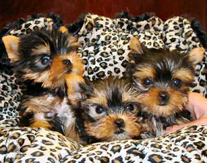 HEALTHY TRAIN WELL TAMED TEACUP YORKIE PUPPIES FOR FREE ADOPTION