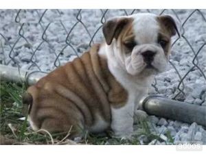 two english bulldog puppies ready for a new home(anitajones46@gmail.com)