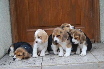 cute male and female beagle puppies for a happy home adoption