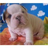 AKC REGISTERED English BULL DOG PUPPIES FOR ADOPTION