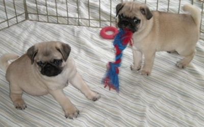 Beautiful Pug puppies Ready to go now,