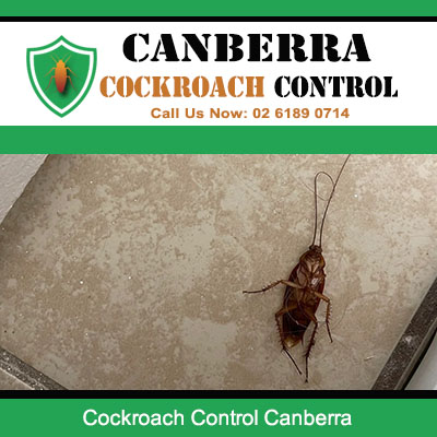 Canberra Cockroach Control