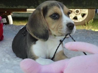 lovely beagle puppies ready for  sale