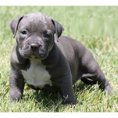 Well Trained (Gotti/Rezor Edge) Blue Nose Pitbull pups for Adoption: stephanie_faith@ymail.com