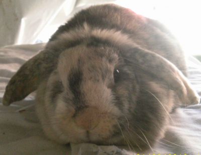 Harlequin Lops For Sale