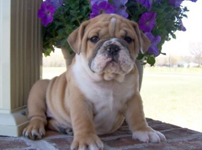 male and female English Bulldog Babies Ready For their new home,