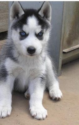 (martins.frank42@yahoo.com)Siberian husky Puppies For Adoption