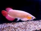 SUPER RED TAILED AROWANAS AS=ND MANY OTHER FISH FOR SALE NOW......VERY CHEAP